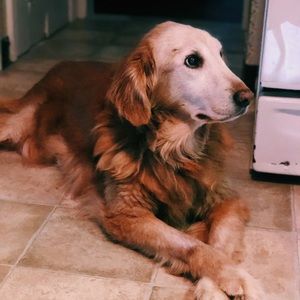 Meet your Posher, Sofia